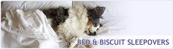  BED & BISCUIT SLEEPOVERS at Happy Pets
